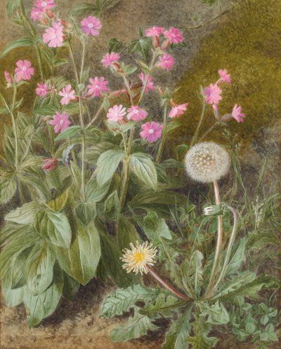 Rose Campions and Dandelion, 1875 by Marion Chase